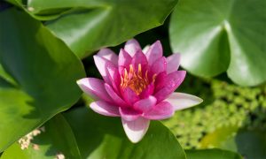 Flor Única Lótus Rosa